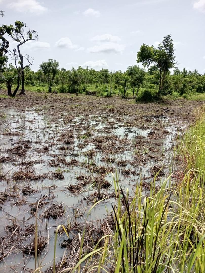 ADERIZ (Agence pour le Développement de la Filière Riz)  - image 7