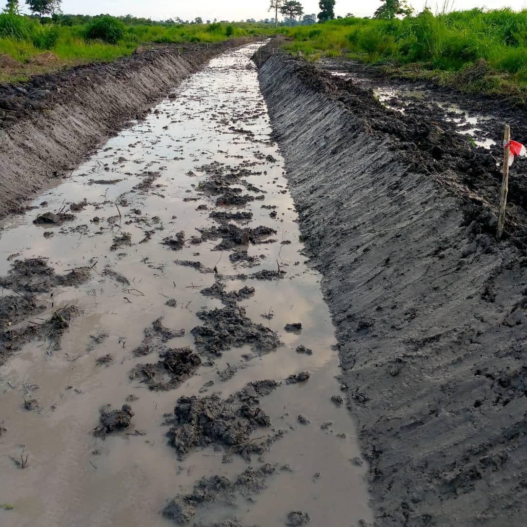 ADERIZ (Agence pour le Développement de la Filière Riz)  - image 20